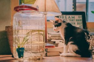 Java开发推荐的10大Github仓库